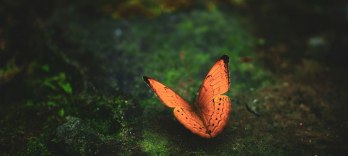 Мадам Баттерфляй