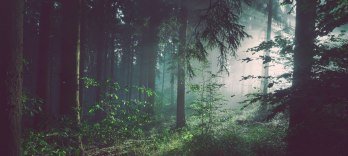 レアンダーとリネシード