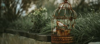 Продавец птиц, Карл Целлер